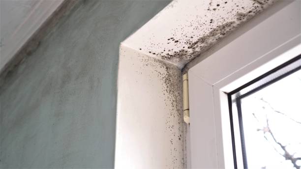 Best Biohazard Mold Removal  in Brownsville, TX